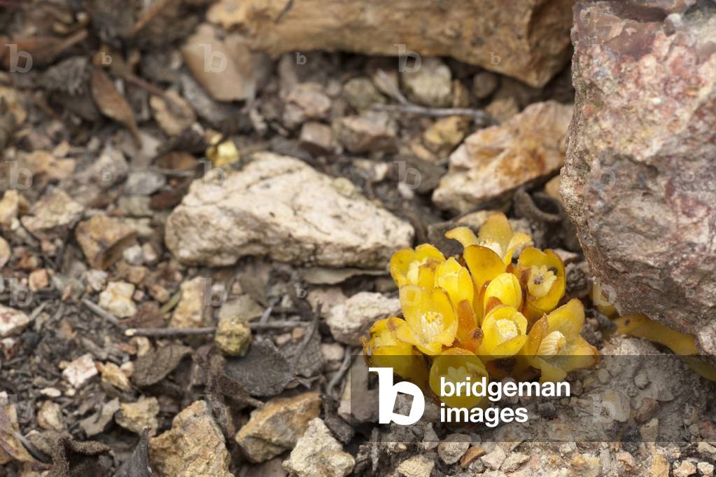 Cytinus hypocistis/Stinel