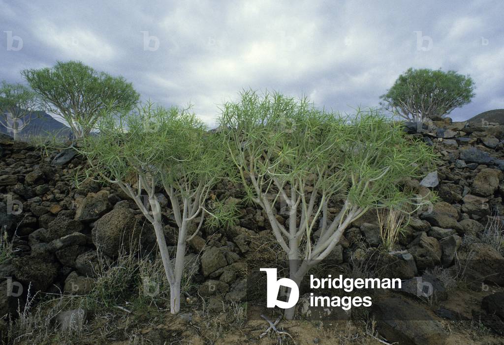 Euphorbia regis jubae/Euphorbia obtusifolia ssp. regis jubae/Euphorbia/Spurge