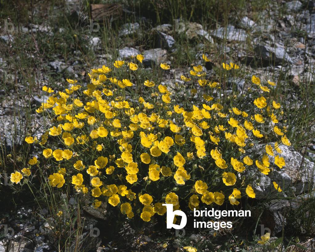 Potentilla grandiflora/Cinquefoil