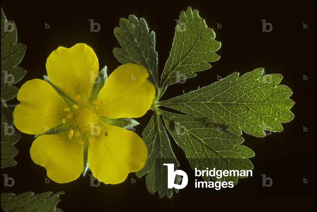 Potentilla reptans/Quintefeuille/Cinquefoil