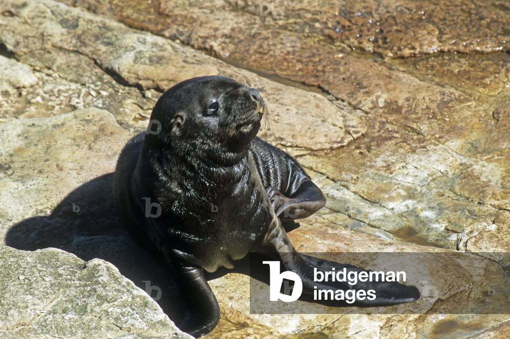 Sea Lion flavescens/Northern Sea Lion/Sea Lion/South American Sea Lion