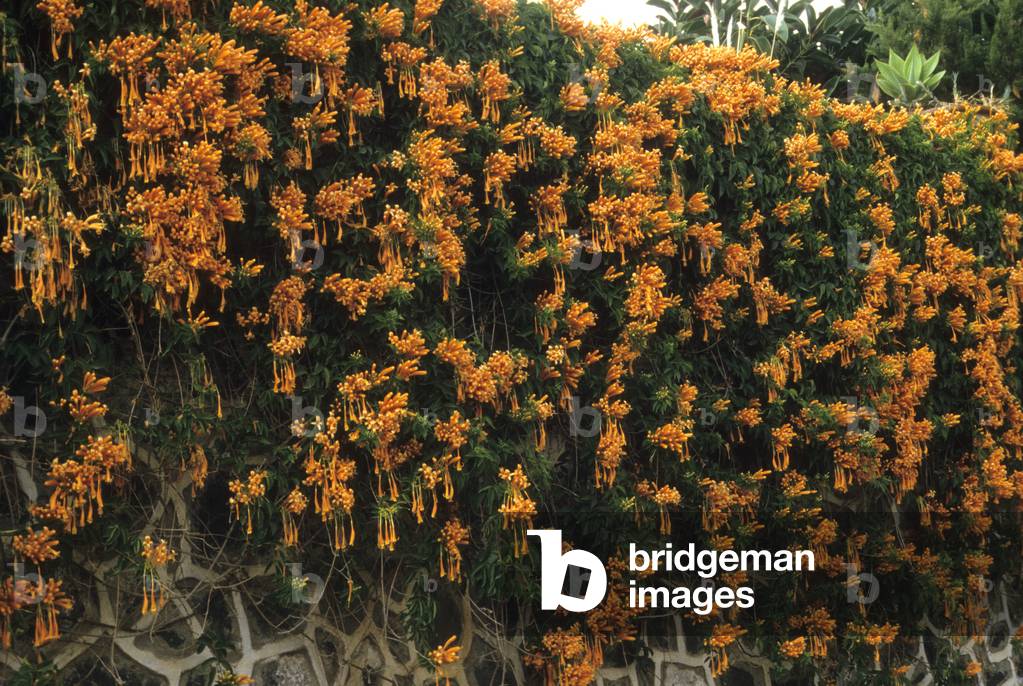 Bignonia ignea/Pyrostegia ignea/Coral Liana/Fire Liana/Flame vine