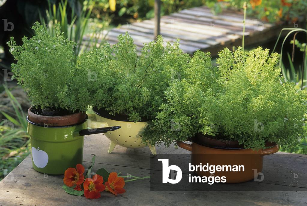 Ocimum basilicum/Basil 'Balcon Star'