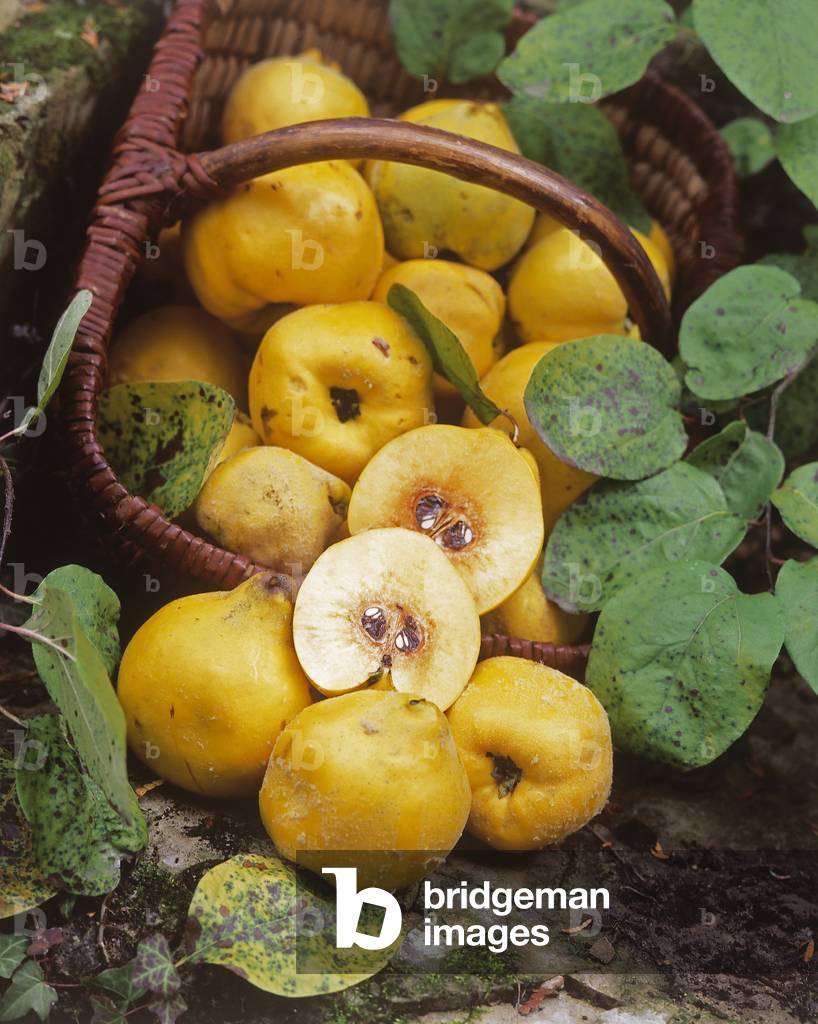 Cydonia vulgaris/Quince/Cognassie