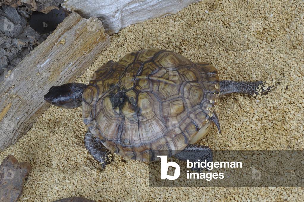Terrapene carolina major/Gulf Boite Turtle