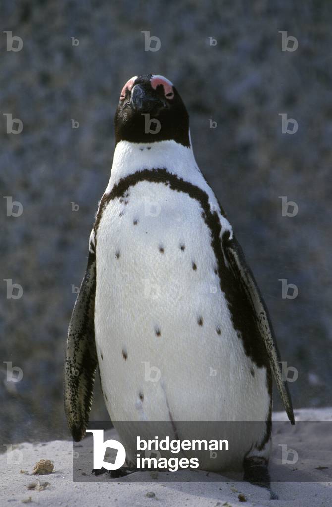 Spheniscus demersus/Cape Penguin/African penguin-jackas