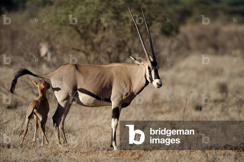 Oryx gazella/Oryx gazelle/Gemsbok