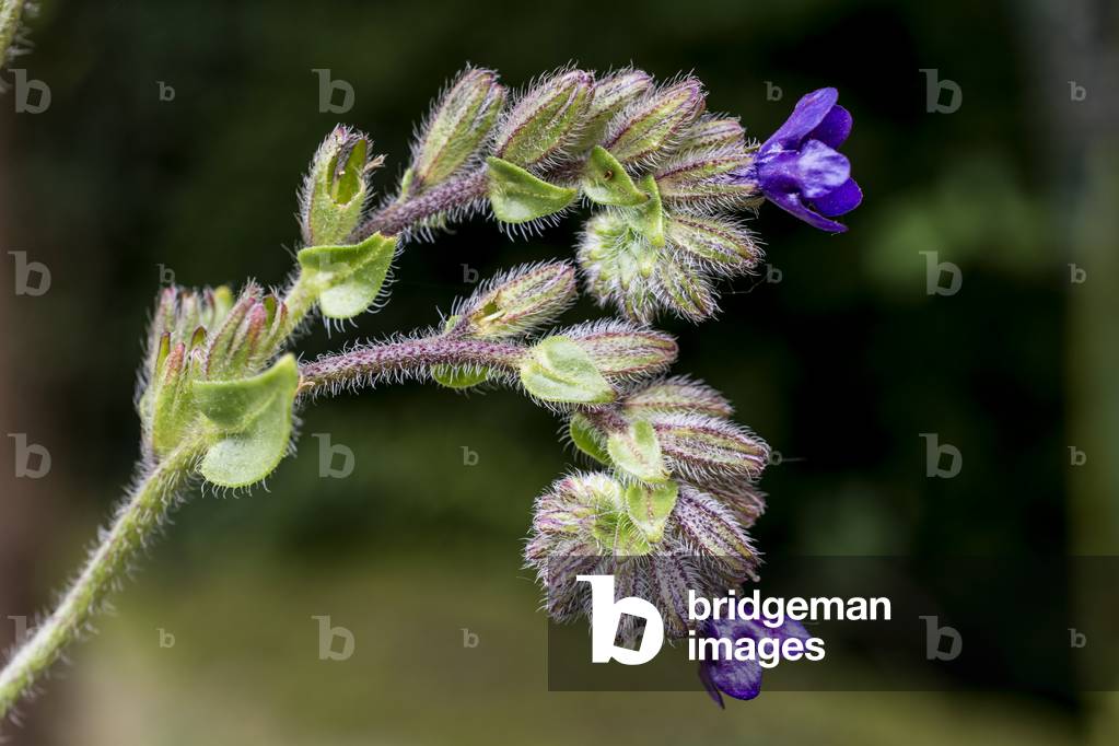 Anchusa officinalis/Buglosse officinale/False borage/Bugloss