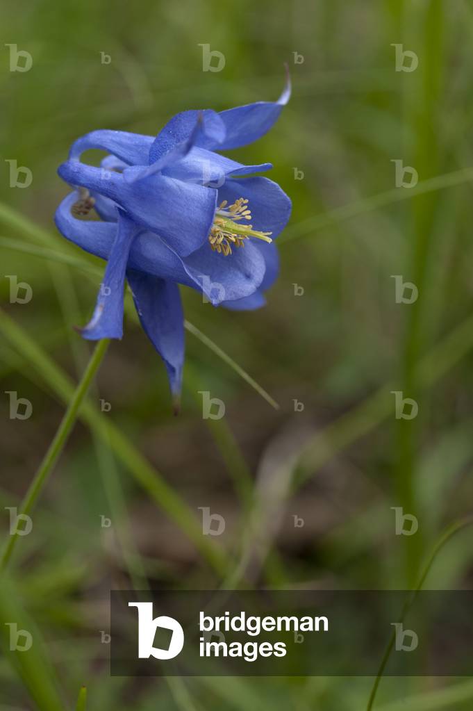 Aquilegia bertolonii/Ancolia of Bertoloni
