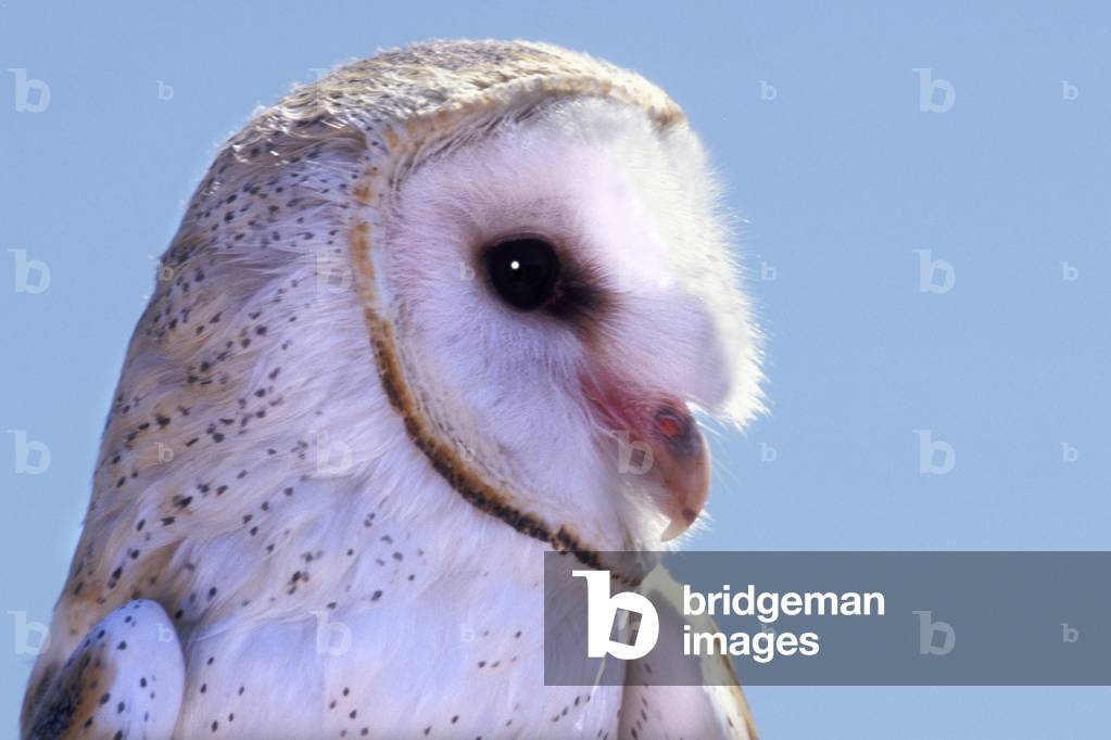 Tyto alba/Owl Owl/Barn Owl