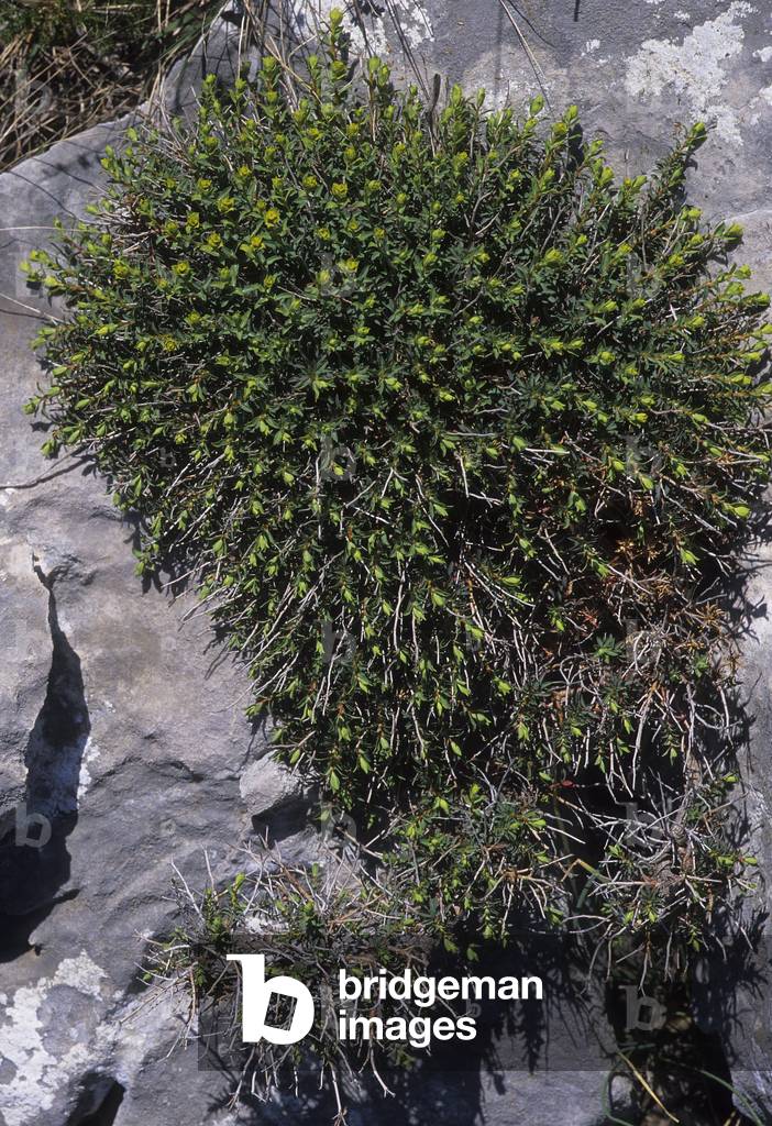 Euphorbia spinosa/Spurge