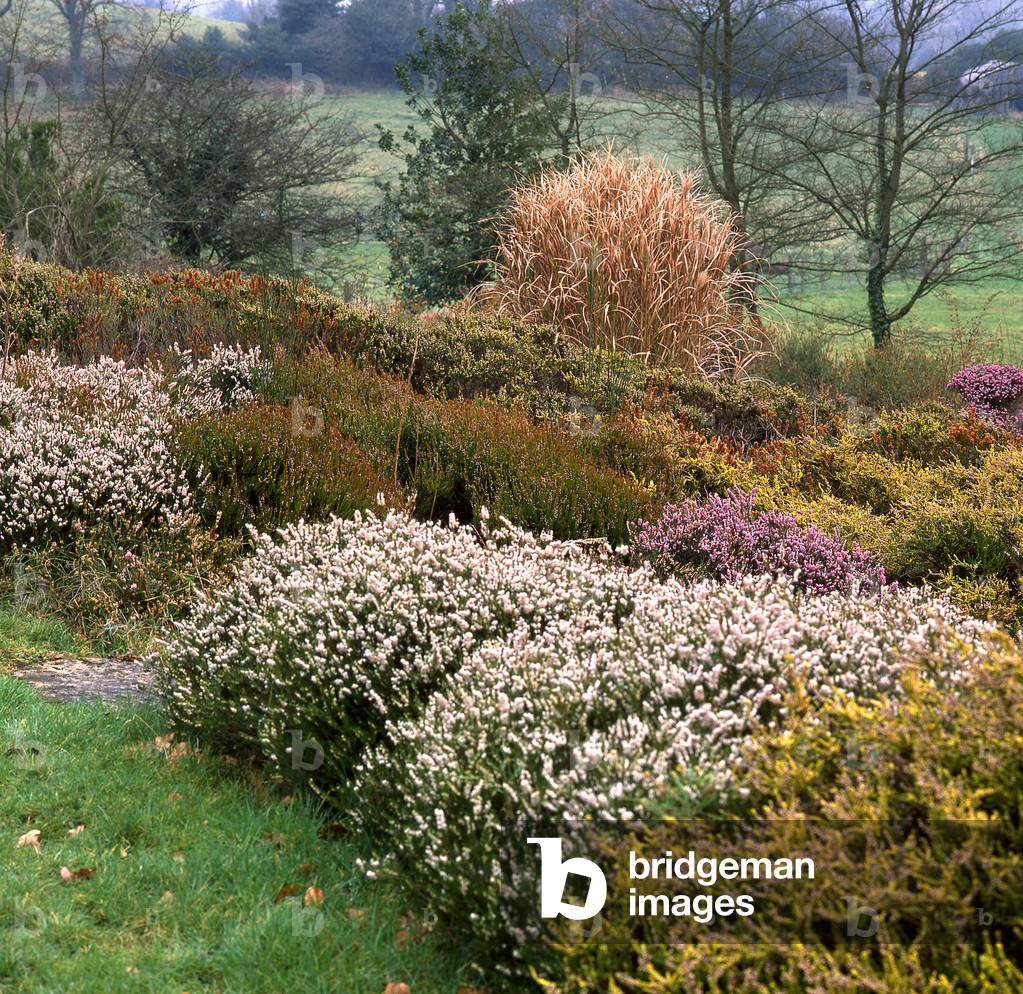 Heather Land Garden/Heather and Callune Collection