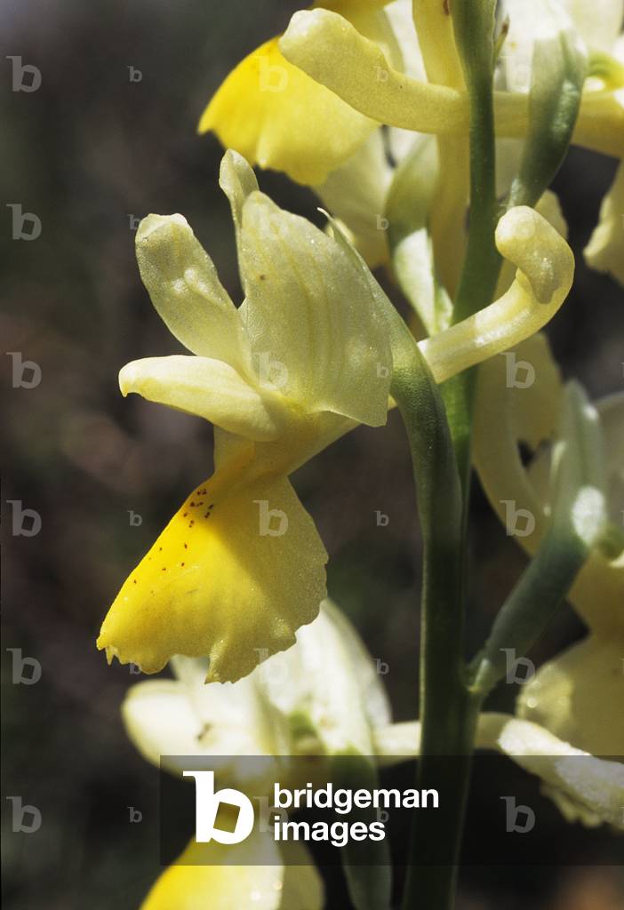 Orchis Pauciflora/Low flowering Orchis