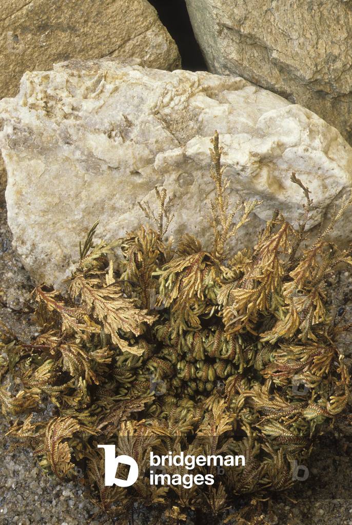 Selaginella lepidophylla/Selaginella/Rose of Jericho/Plant of the