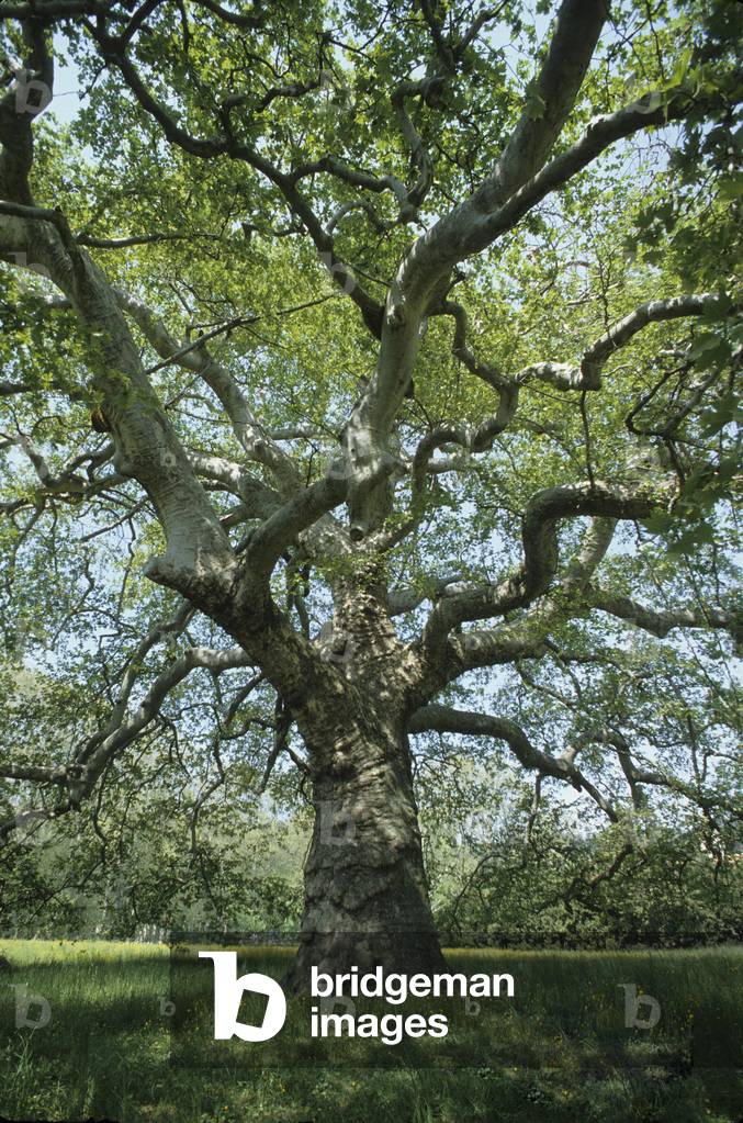 Bild von Fotografie "Le Giant de Provence/Platte/Platanus orientalis/380 Jahre alt/Höhe: 35 m/Die größte Plata