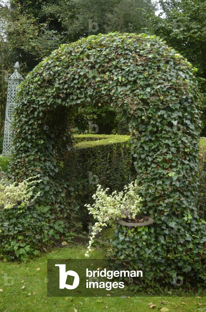 Hedera helix/Ivy climbing/Taxus baccata/if size/garden of the decorator Thierry Bosquet/Uccle/Brussels/Belgium