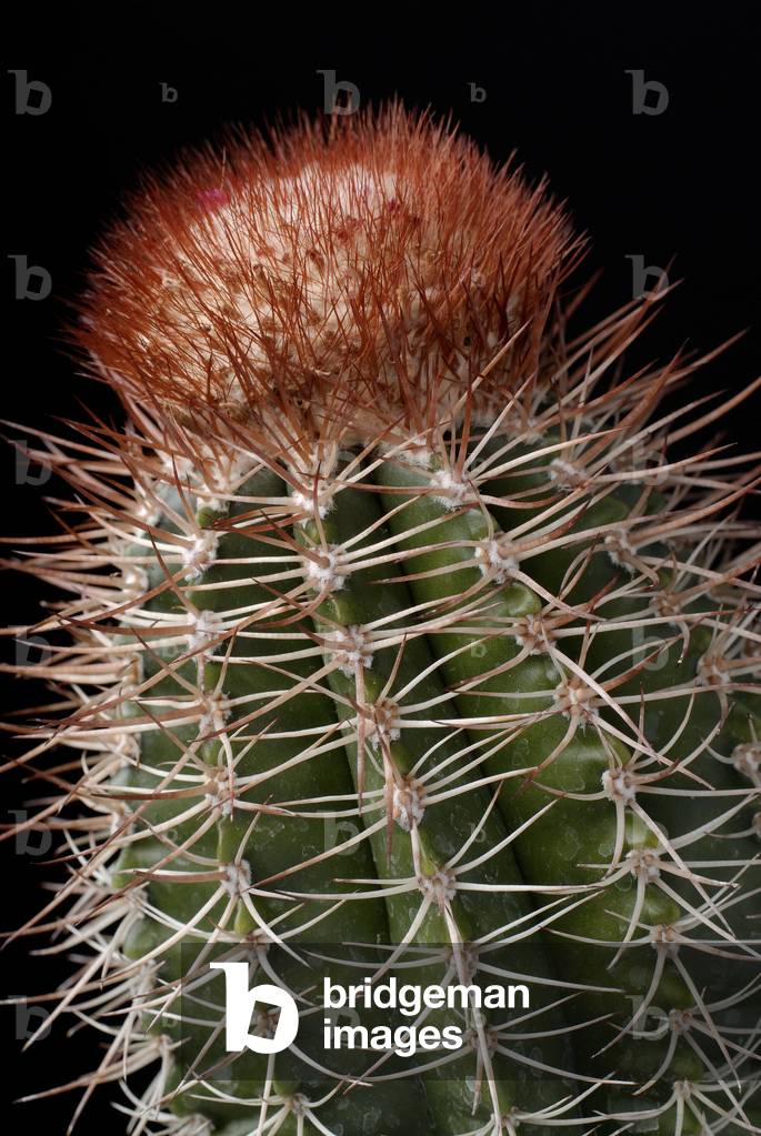 Melocactus nagyii