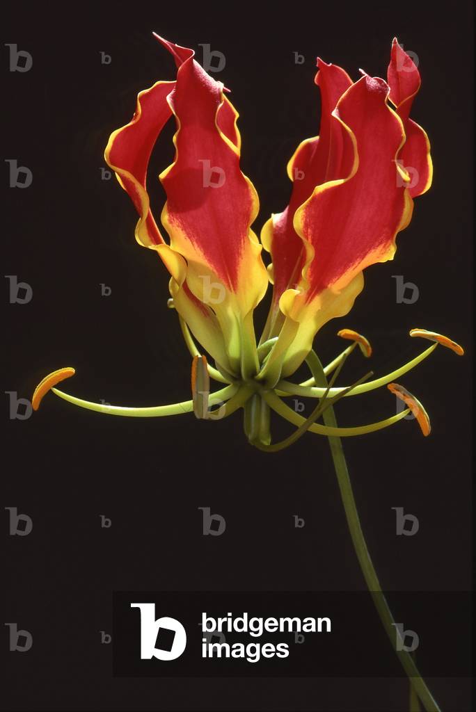 Gloriosa rothschildiana/Giglio beguino/Giglio di gloria