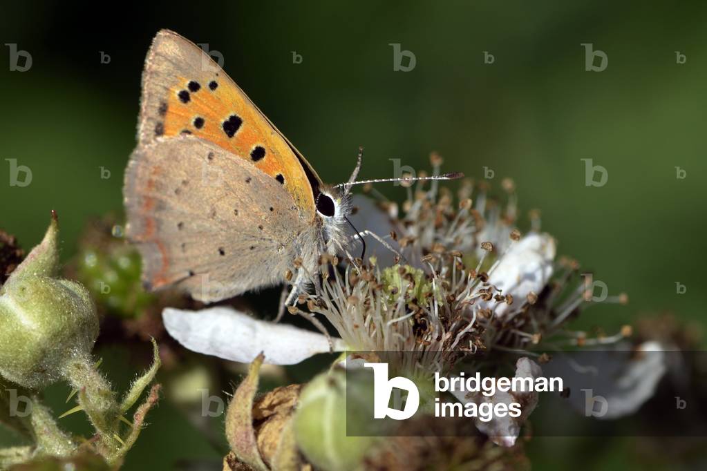 Lycaena phlaeas/Argus bronze