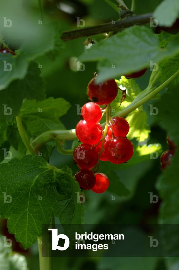 Rubrum Ribes/Gooseberry/Red Currant