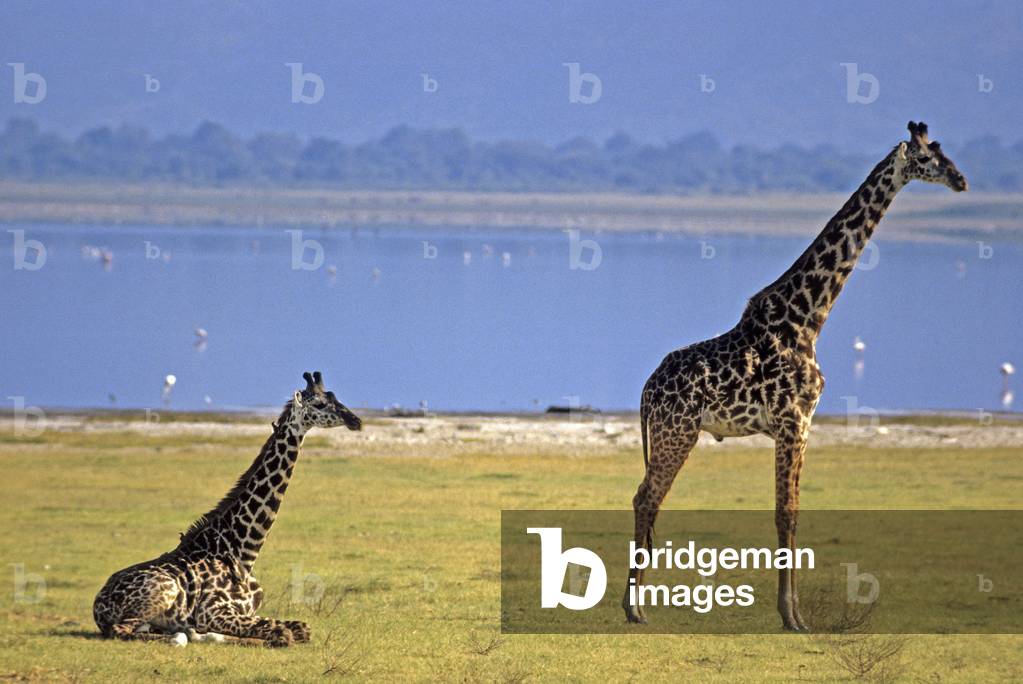 Giraffa camelopardalis tippelskirchi/Giraffe/Giraffa Masai
