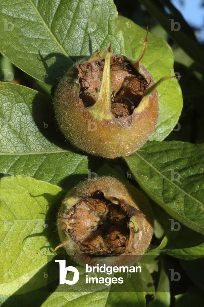 Mespilus germanica/Neflier/Nefle/Medlar