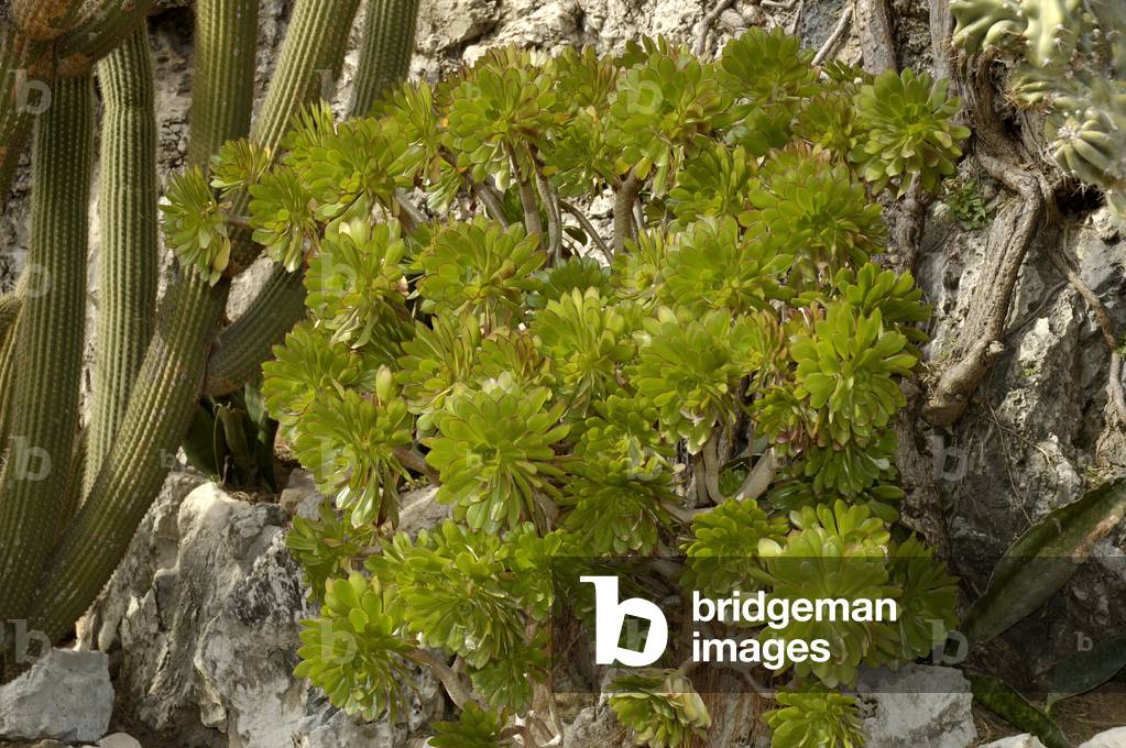 Aeonium arboreum