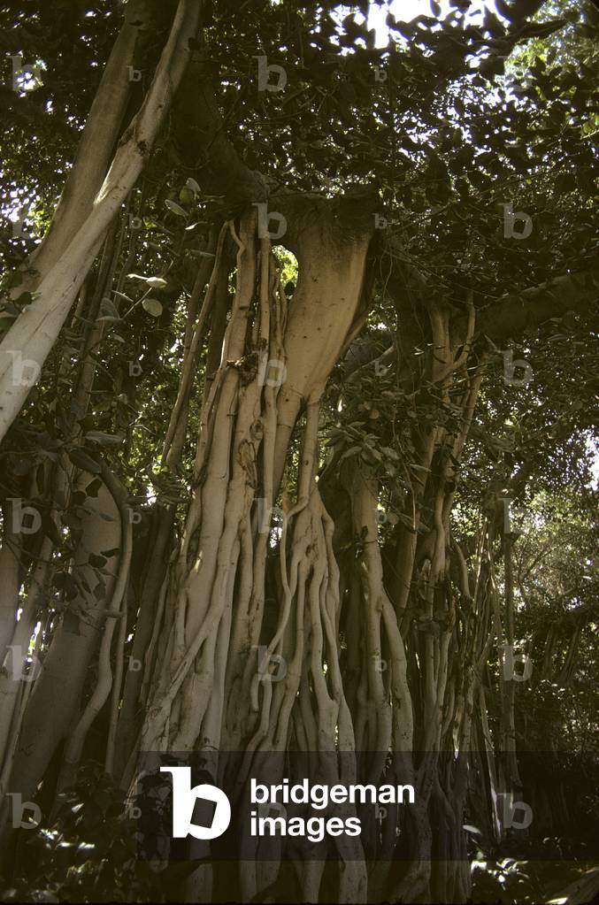 Bian/Ficus benghalensis/India