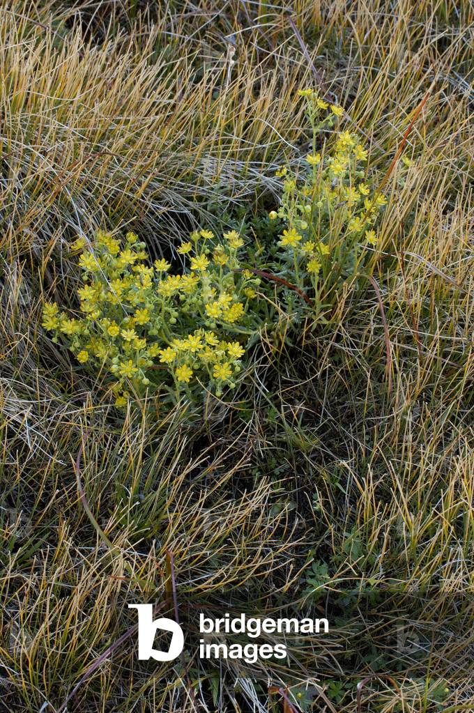 Saxifraga aizoides/Saxifrage false aizoon/Yellow mountain saxifrage/Yellow Saxifrage