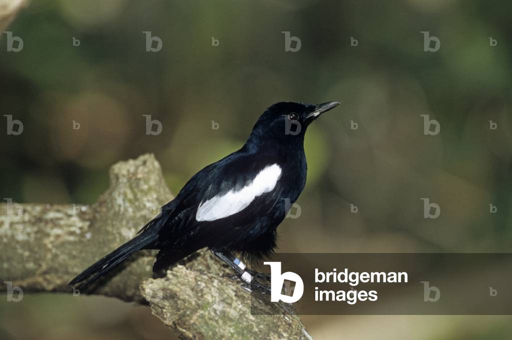 Copsychus sechellarum/Seychelles Shama/Seychelles singer Magpie Robin