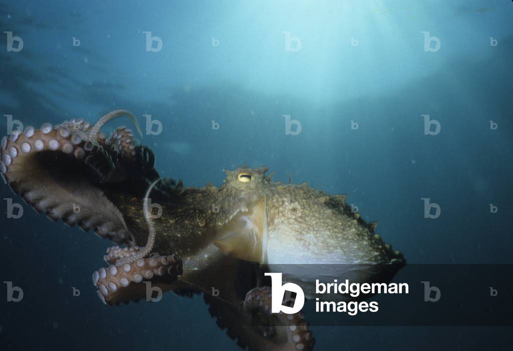 Octopus vulgaris/Octopus/Octopus