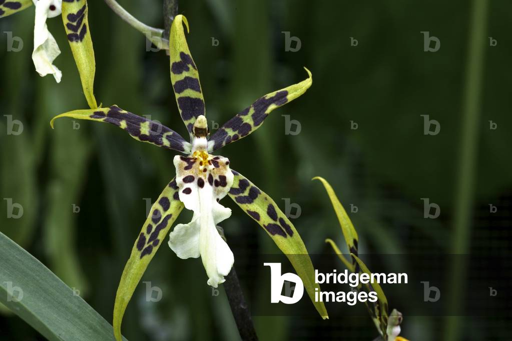 Brassidium x 'Dorothy Oka'