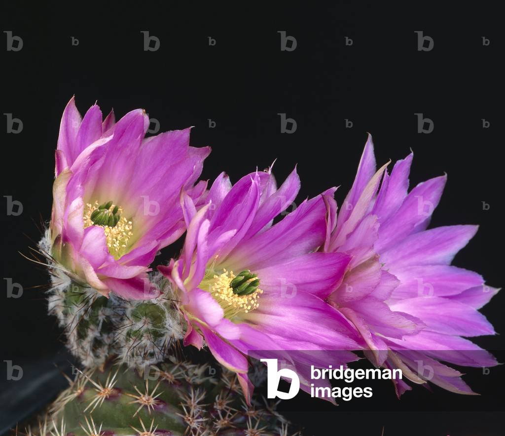 Echinocereus pamanesiorum 