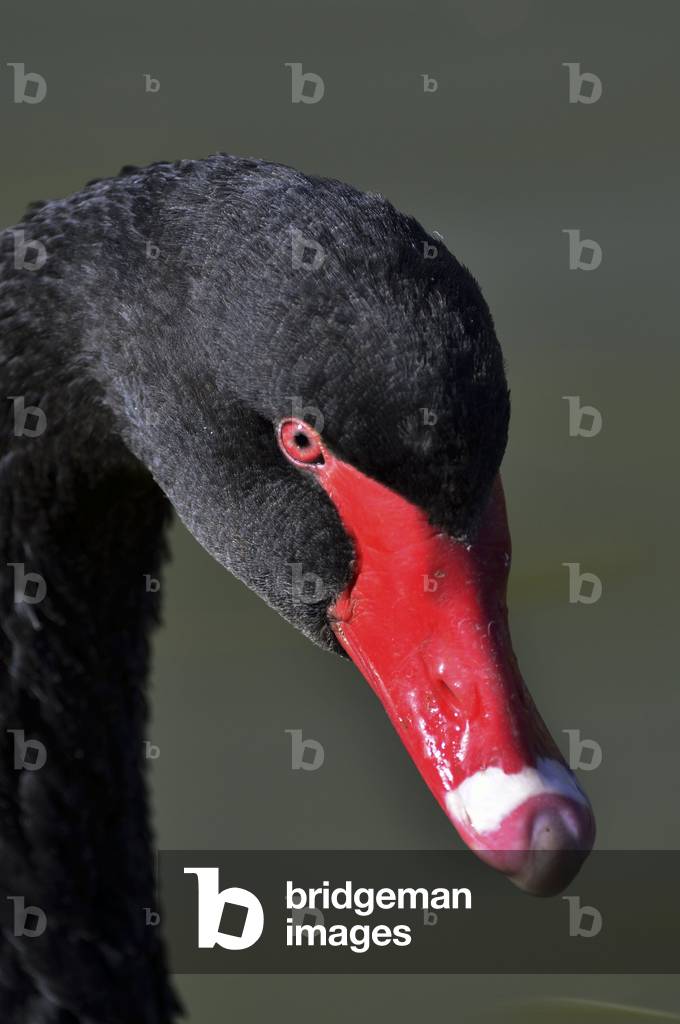 Image of Photography depicting Black Swan/Cygnus atratus/Black Swan