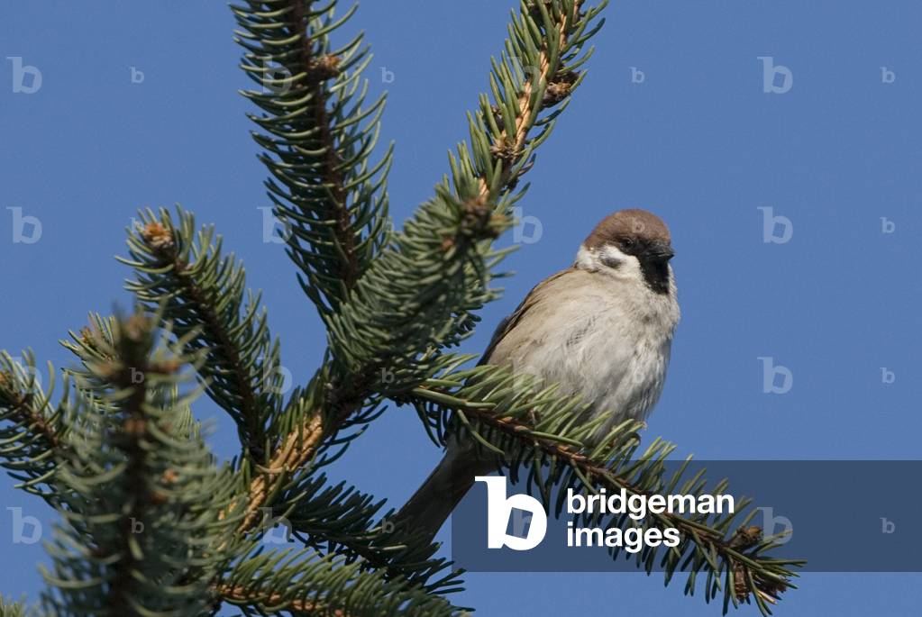 Pass montanus/Sparrow/Tree Sparrow