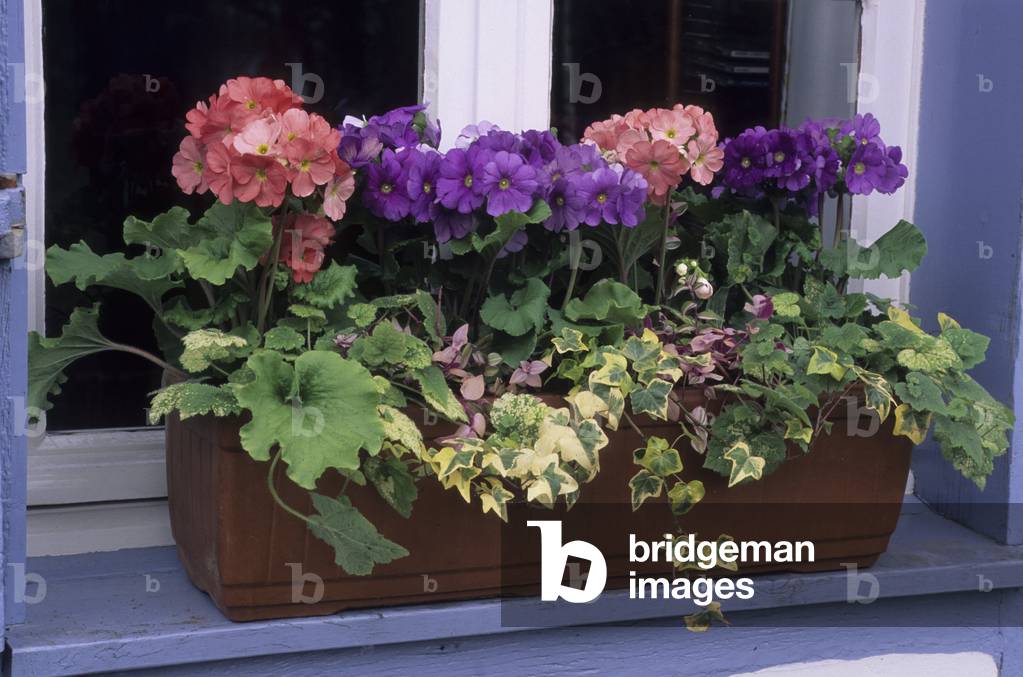 Primula obconica/Primevere obconical/Primrose/Hedera helix/Ivy