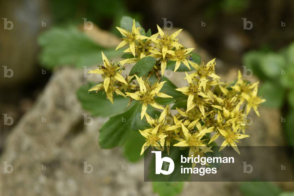 Yellow flowers of Stonecrop sedum