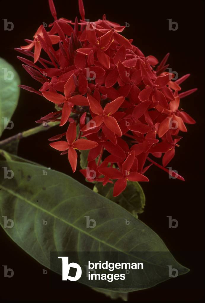 Ixora macrothyrsa