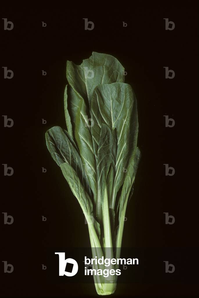 Brassica rapa parachinensis/Choi Sam