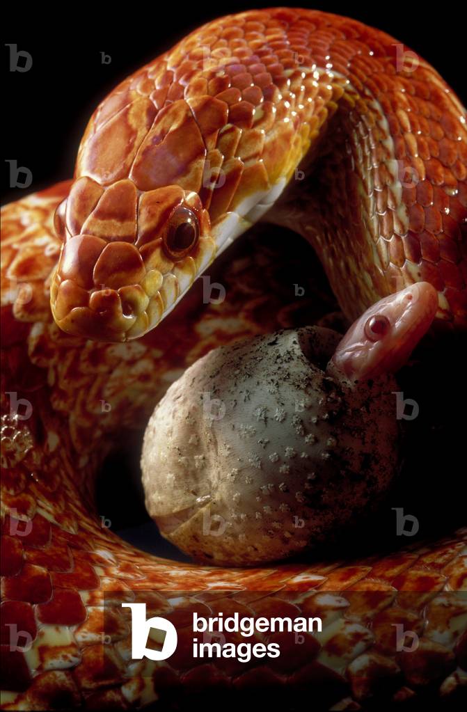 Elaphe guttata/Pantherophis guttatus/Blessnake/Droplet Snake