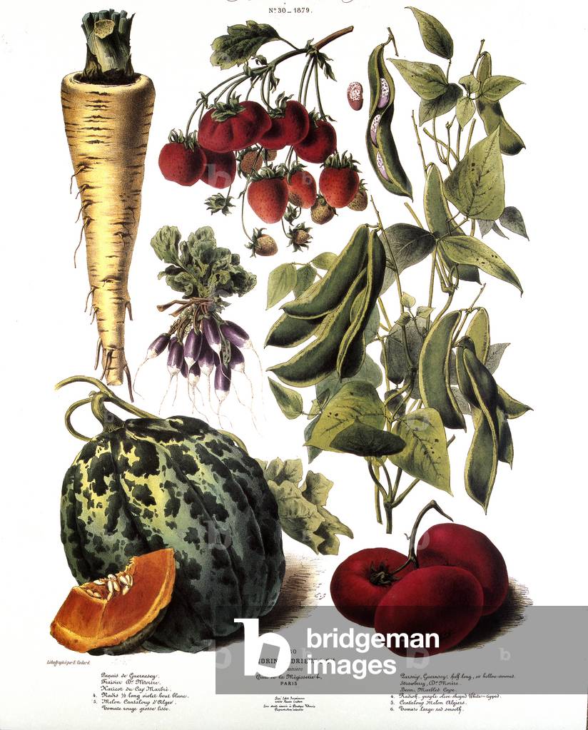 Image of Photography depicting Vimorin board/Old greens/Parsnips of Guernsey/Strawberry tree Dr Morere/Cape Be