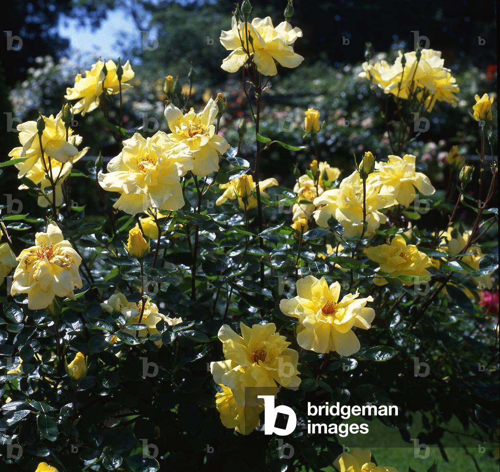 Rosa x/Pink 'Golden Showers'