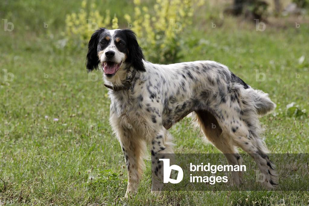 "Hund/Rasse: Englischer Setter "