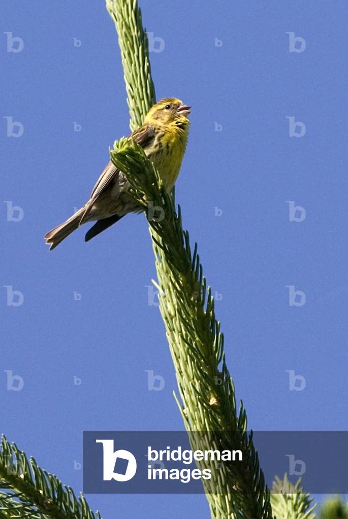 Serinus serinus/Serin cini/European Serin/Male