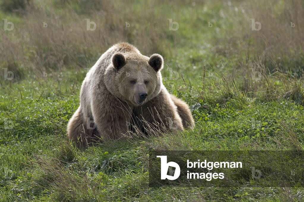 Ursus arctos horribilis/American Brown Bear/Grizzly/Grizzly Bear