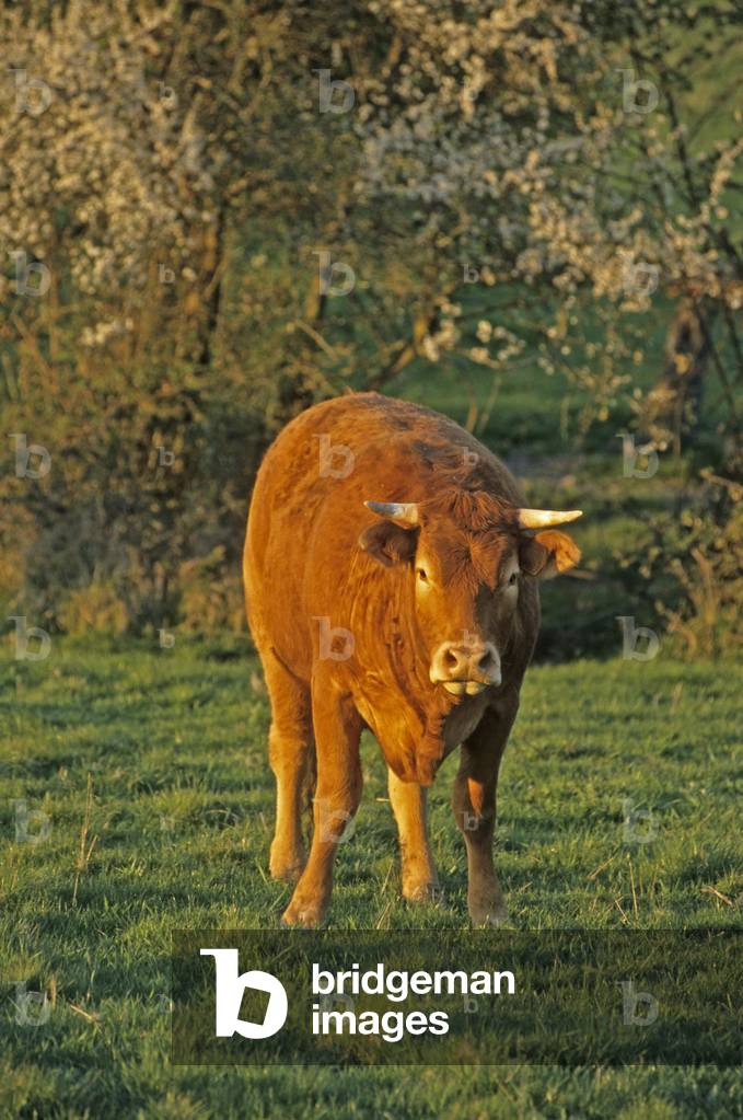 Cow/Breed: Limousine