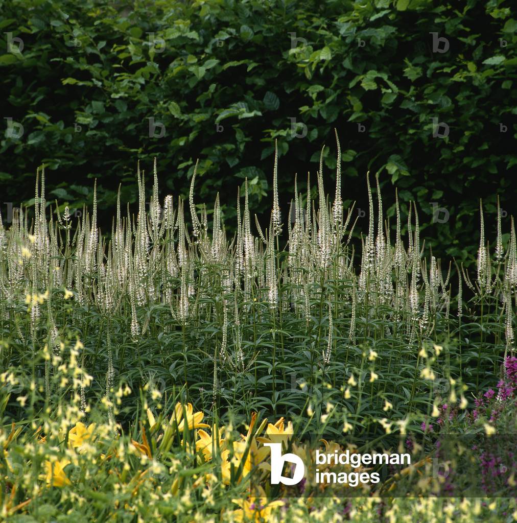 Veronicastrum virginicum 'Alba'/Veronica virginica 'Alba'