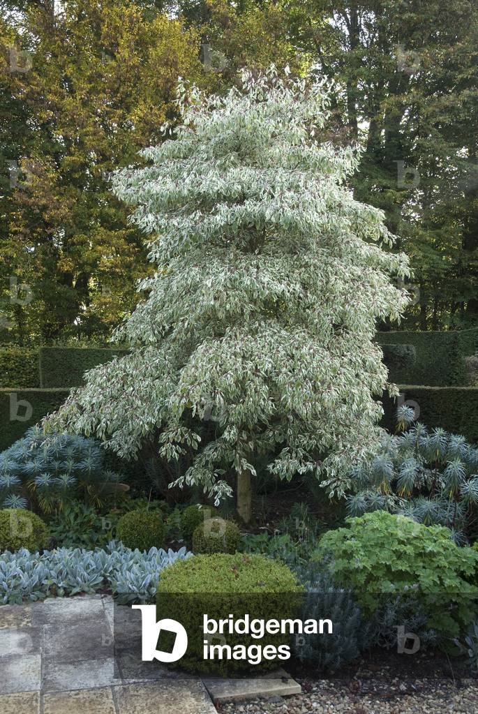 Image of Cornus alternifolia 'Variegata' / Cornouiller a feuilles alternes  / Cornouiller