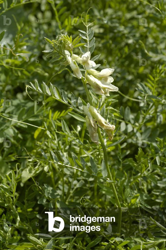 Esculenta Lens/Cultivated Lens/Lentil