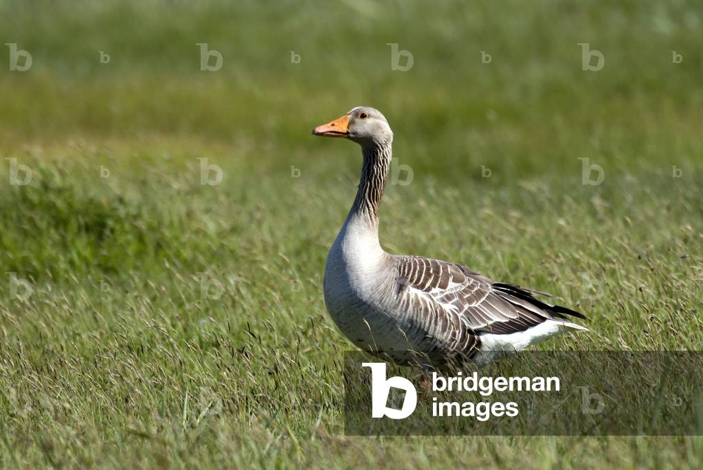 Anser Anser/Ash Goose/Greylag Goose